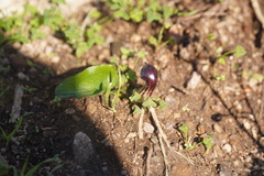 Arisarum simorrhinum