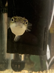 Dichotomyctere ocellatus