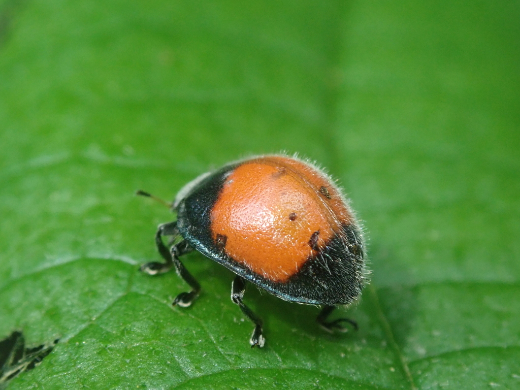 Toxotoma jujuyi