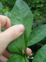 Solanum symmetricum