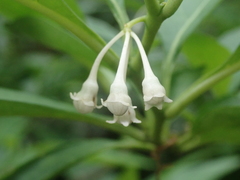 Solanum symmetricum