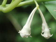 Solanum symmetricum