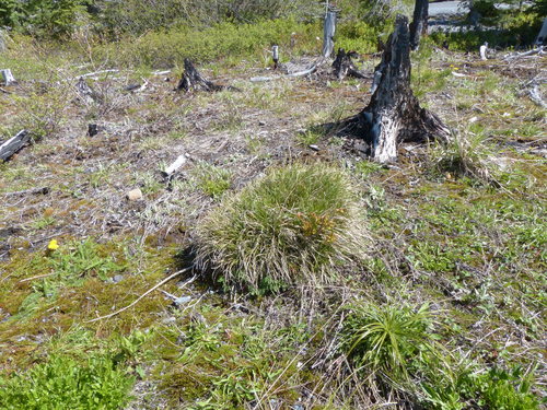 Carex deflexa var. boottii