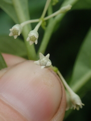 Solanum symmetricum