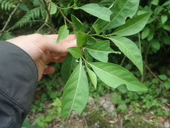 Solanum symmetricum