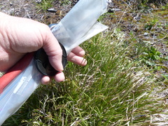 Carex deflexa boottii