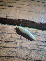Meghimatium pictum