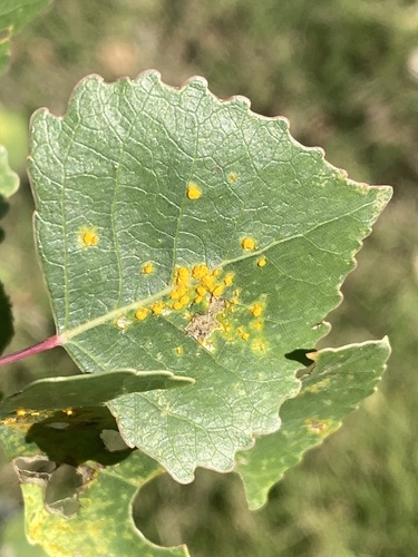 iNaturalist observation photo of Melampsora
