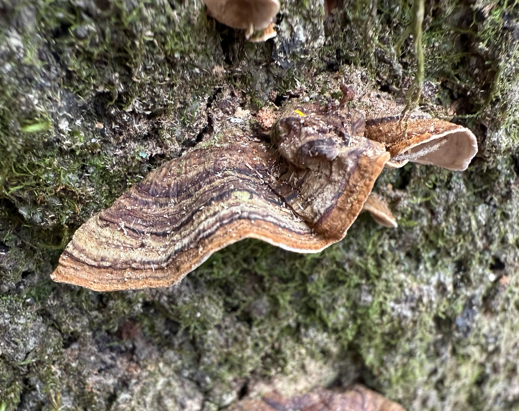 Xylobolus subpileatus · November 2025 · photo: © melissameadows (iNaturalist, cc-by)