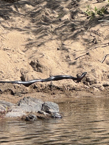 Red-bellied Black Snake sighting