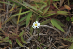 Noticastrum marginatum