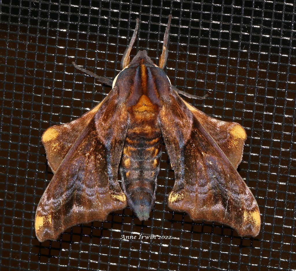 Small-eyed Sphinx from Kawartha Lakes, ON, Canada on June 1, 2022 at 10 ...