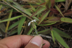 Noticastrum marginatum