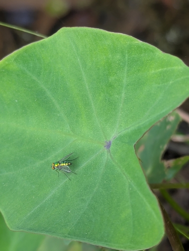 Unknown species found near Tarrytown, Austin, TX 78703, USA
