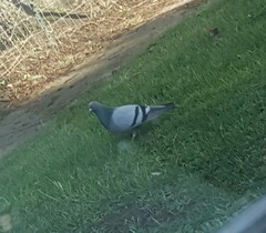 Columba livia domestica