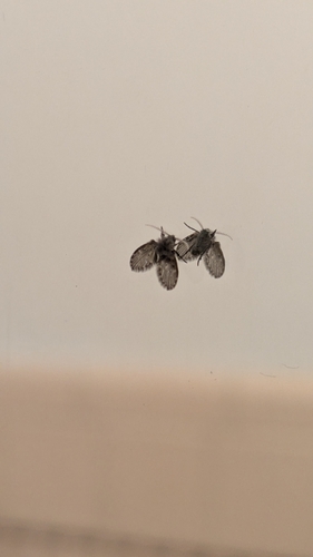 Unknown species found near Denton, TX 76209, USA