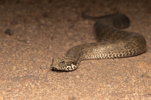 Southern Death Adder sighting