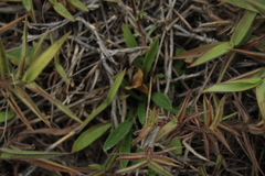 Noticastrum marginatum