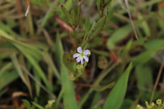 Cuphea ciliata