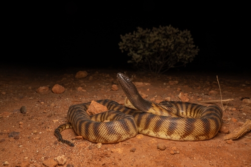 Black-headed Python sighting