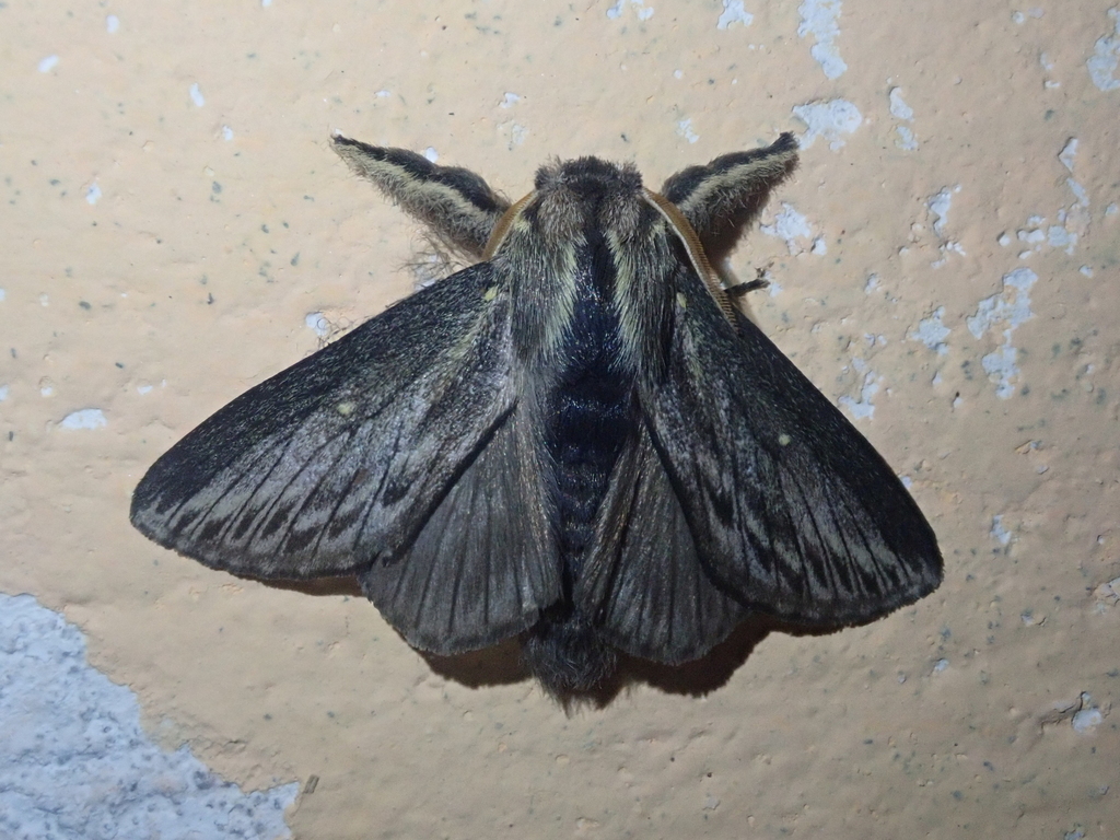 Sphinta cossoides