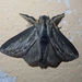 Sphinta cossoides - Photo (c) Nolan Exe, algunos derechos reservados (CC BY), subido por Nolan Exe