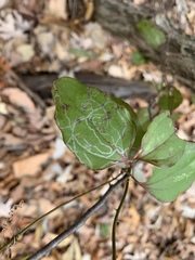 Marmara smilacisella