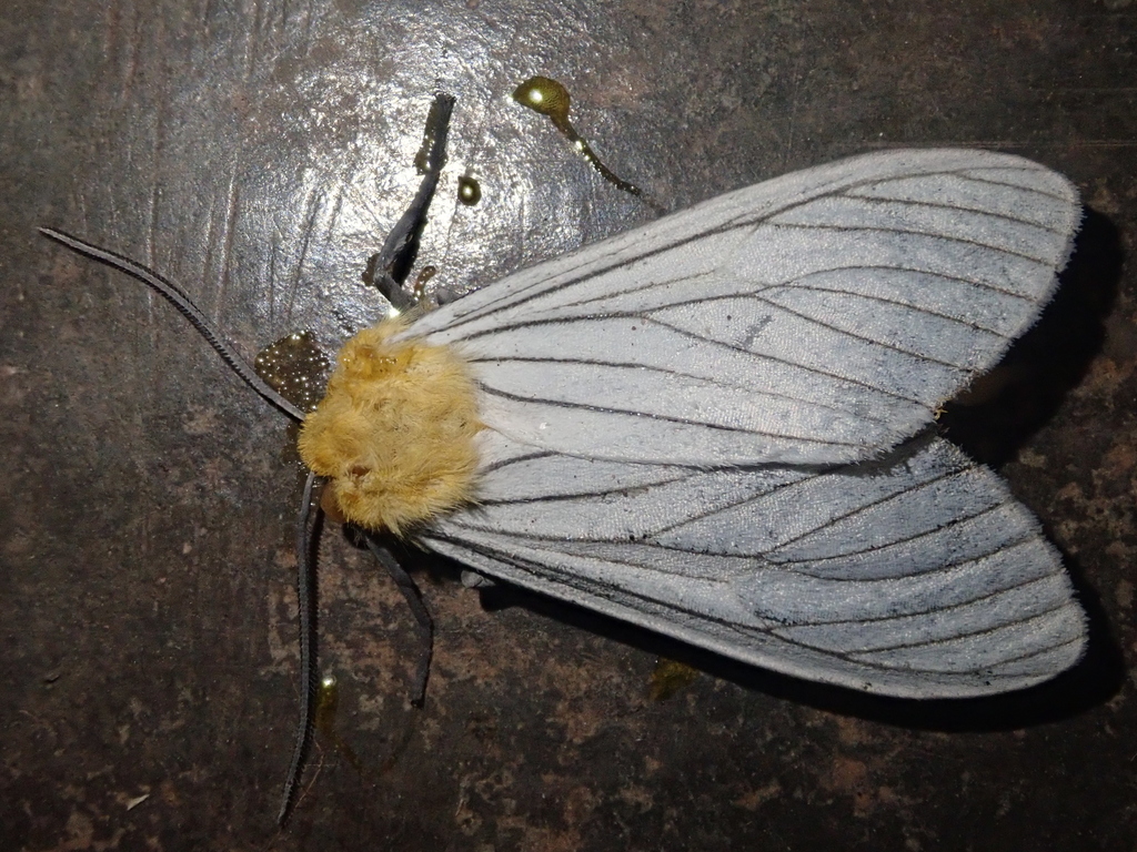 Pseudischnocampa nigridorsata