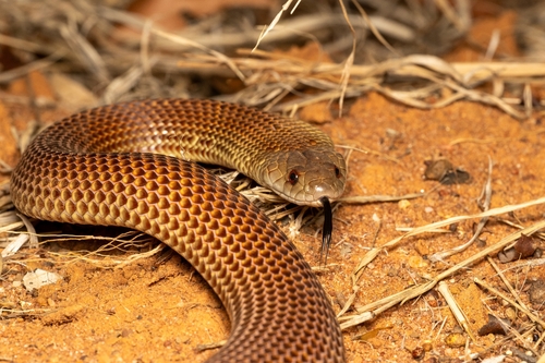 Mulga Snake sighting