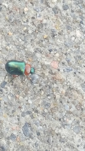 Knotweed Leaf Beetle photo 4