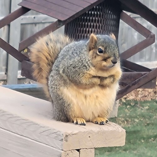 Eastern Fox Squirrel photographed in Iowa