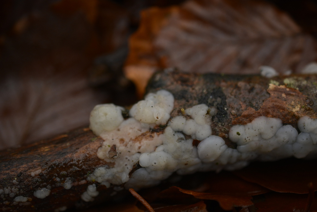 Exidia thuretiana · November 2025 · photo: © cryptomarasmius (iNaturalist, cc-by)