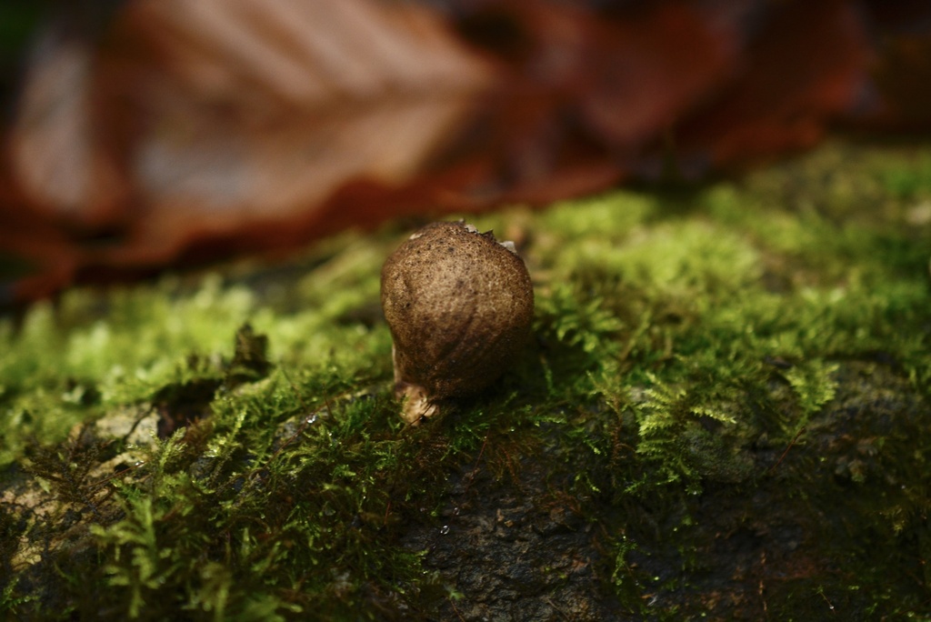Apioperdon pyriforme · November 2025 · photo: © cryptomarasmius (iNaturalist, cc-by)
