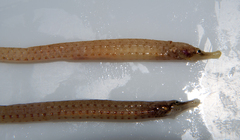 Lord Howe Pipefish photo 2