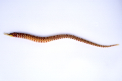 Lord Howe Pipefish photo 1