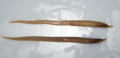 Lord Howe Pipefish photo 3