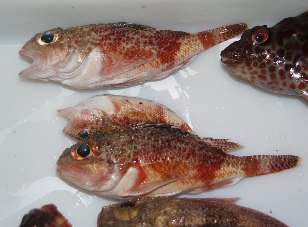 Raoul gurnard perch (Maxillicosta raoulensis) — Neosebastidae