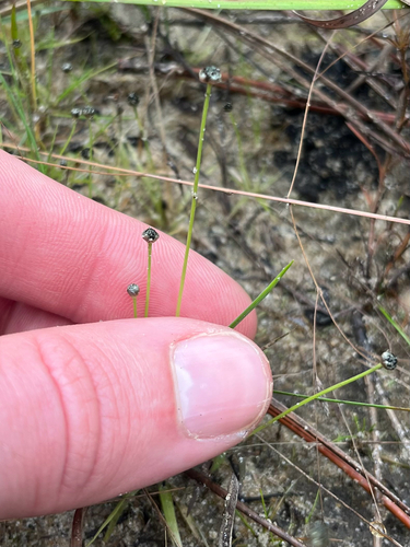 Ravenel's pipewort (Eriocaulon ravenelii)