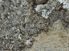 Punctelia stictica