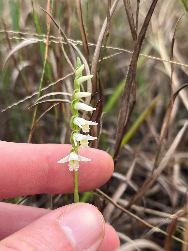 Spiranthes longilabris