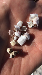 Balanus amphitrite saltonensis