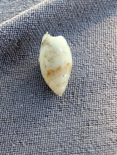Olivella nivea observed 2025-11-27