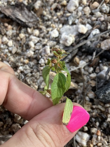 New Mexico copperleaf (Acalypha neomexicana)