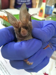 Macrotus californicus