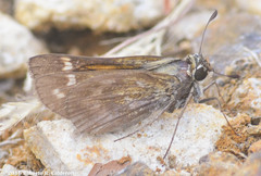 Atalopedes campestris huron