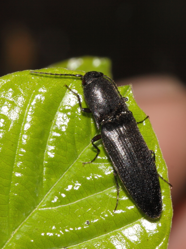 Ectinus