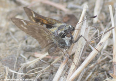 Atalopedes campestris huron