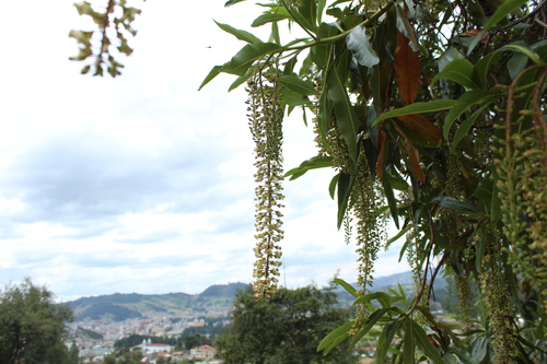 Image of Escallonia pendula by (c) Andrés Ramírez-Barrera, some rights reserved (CC BY)