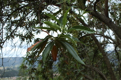 Escallonia pendula