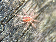 Erythracaridae